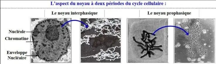 Nature de l’information génétique